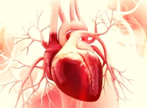 mini model muscles heart research